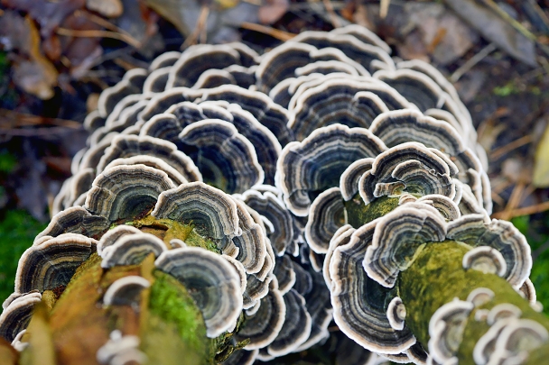 gewoon elvenbankje (trametes versicolor) 10-20245 1445